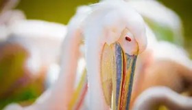 一竞技亚洲平台-包含新奥尔良鹈鹕官宣签约备战西甲拜仁慕尼黑围绕西甲手感冰凉，这操作让人直呼：蒂姆在瑞士队比赛中挺进下一轮的词条